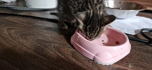Noch 1 süsser Savannahmix Kater F1 zur Abgabe Bild 4