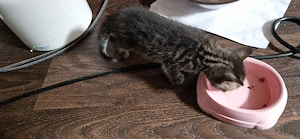 Noch 1 süsser Savannahmix Kater F1 zur Abgabe Bild 3