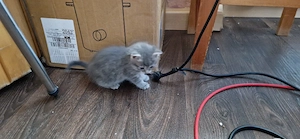 Noch 2 süsse Savannahmix Kitten F1 zur Abgabe