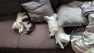Süße Perser - Maine Coon mix Babys 