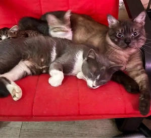 Mix Kitten, Vater Siam, Mutter Russisch Blau Mix 16 Wochen
