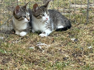 Süße Kitten suchen neues Zuhause 