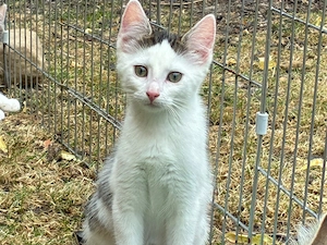 Süße Kitten suchen neues Zuhause 