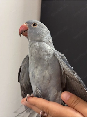 halsbandsittich 
