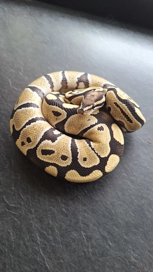 Desert Ghost Clown Group.. Königspython .. Python Regius