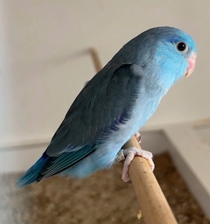 Blaugenick-Sperlingspapagei