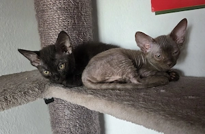 Sphynx   Devon Rex - Kitten :)
