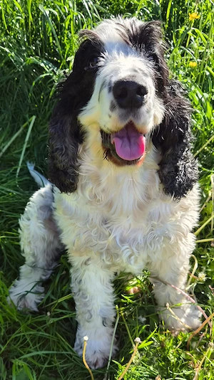 Suchen liebevolles Zuhause für unseren Hund River