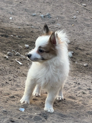 Yorkshire Terrier - Zwergspitz Welpen 