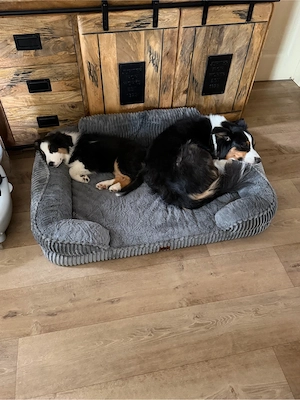 1 süßer Australian Shepherd Welpen suchen Abenteuer 