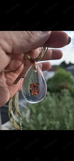 Schlüsselanhänger aus Harz mit echtem Insekt   Unikat