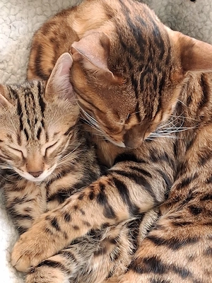 Bengal Mix