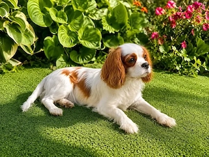 Cavalier King Charles Spaniel 8 Monate kostenlos abzugeben