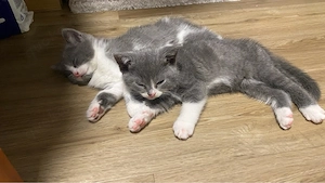 Süße Katze sucht neues Zuhause