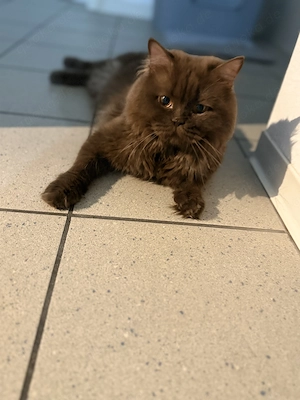  Unser lieber Smokie sucht ein neues liebevolles Zuhause 