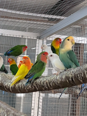 Geben noch einige Vögel ab  Bild 2