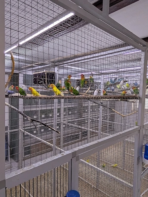 Geben noch einige Vögel ab  Bild 7