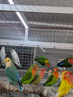 Geben noch einige Vögel ab 