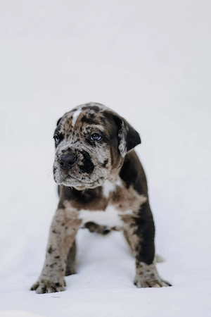 Cane Corso x American Bully XL Welpen