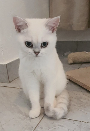 BKH Kitten mit blauen Augen abgabebereit 