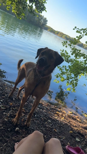 Luna sucht ein liebevolles Zuhause     