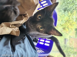 3 baby kitten bereit zu Abgabe