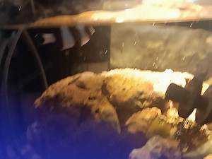 2x Meerwasser Dascyllus Aruanus  abzugeben