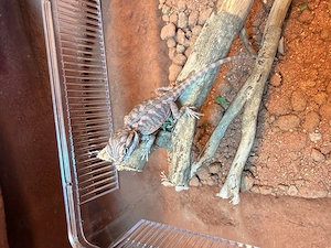 Baby-Bartagame zu verkaufen 