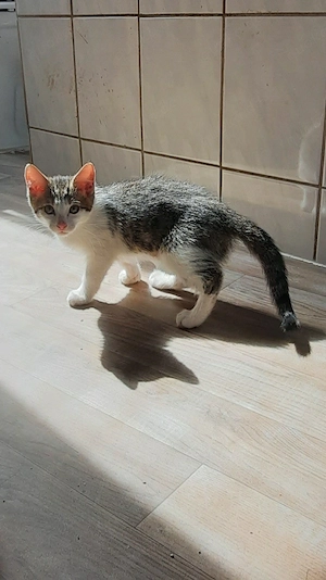 Maincoon Bengal Mix Kätzchen abzugeben