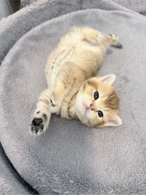 BKH Kitten Golden Shaded 