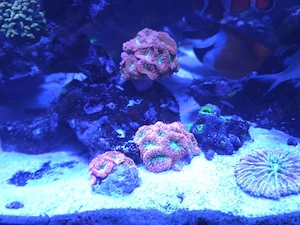 Blastomussa