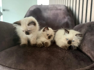      Zauberhafte Ragdoll-Kitten   ab Anfang September abzugeben