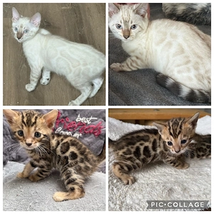 Bengal Kitten Snow Lynx _Mink _Braun Mit Stammbaum 