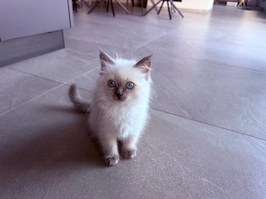 Wundervolles Blue Point Ragdoll Kitten (Mädchen) abzugeben.  