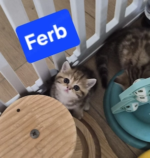 GoldenTabby Junge BKH  Kitten