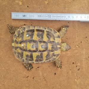 Landschildkröten Weibchen 