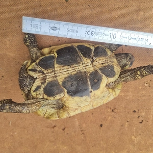 Landschildkröten Weibchen 