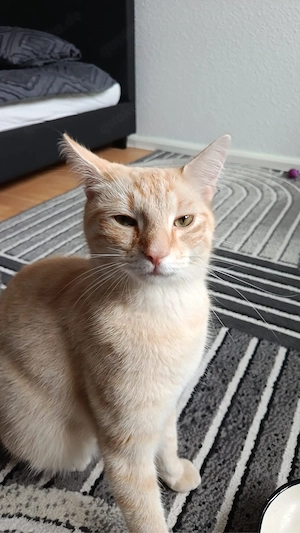 katze gefunden