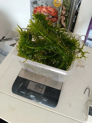 Aquarium pflanze (Egeria densa)