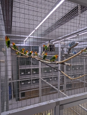 Geben noch einige Vögel ab  Bild 10