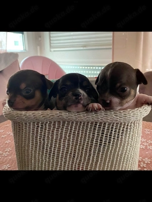 Mini Chihuahua Welpen dreifarbig 