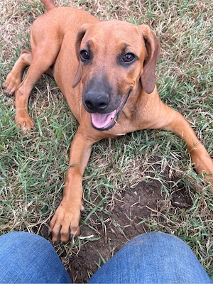Rhodesian Ridgeback Welpen