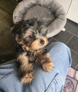 Reinrassige Yorkshire-Terrier-Welpen