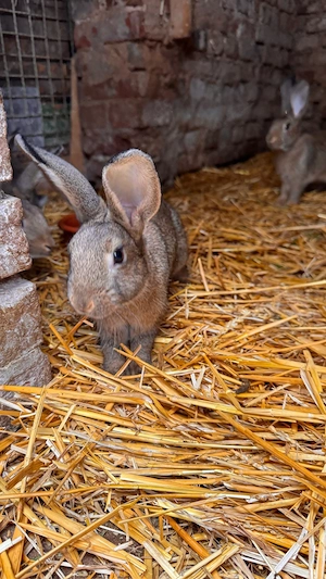 Kaninchen-Mischlinge abzugeben   verschiedene Farben, Männchen & Weibchen