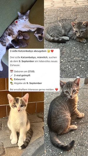 Babykatzen zu verkaufen
