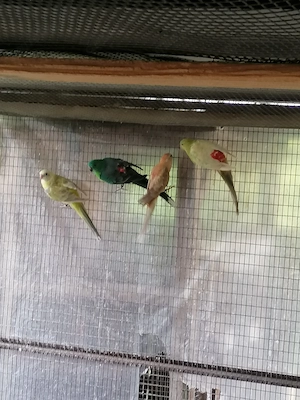  Schöne Singsittiche 