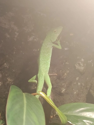 verkaufe verschiedene Reptilien Bild 2