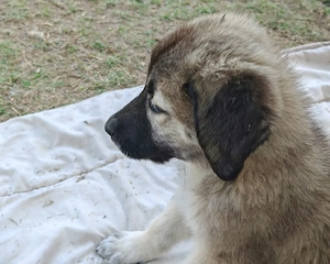 Kangal Mix