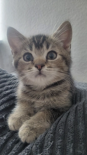 Sofort abgabebereit. Britisch Kurzhaar (BKH) Kitten suchen ein liebevolles Zuhause