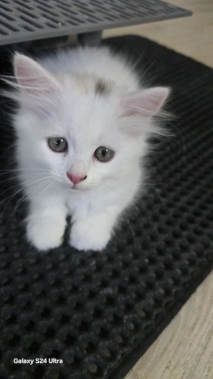 Weibliche Katze 